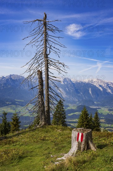 Mountain forest, Dead trees on the way to the summit of the Taborberg with view to the Tennengebirge, Lammertal, Osterhorngruppe, Salzkammergut, Land Salzburg, Austria