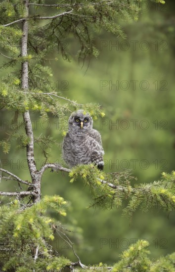 Great Grey Owl (Strix nebulosa) juvenile perched on a branch, British Columbia, Canada