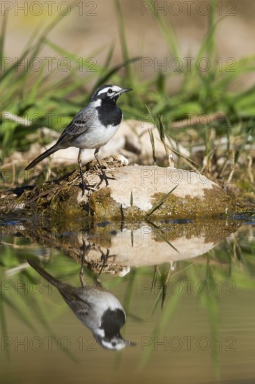 Moroccon Wagtail - Bachstelze - Motacilla alba ssp. subpersonata, Morocco