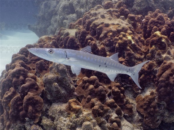 Barracuda (Sphyraena barracuda)