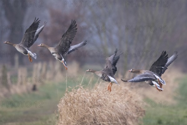 Greater White-fronted Goose (Anser albifrons) group flying, North Rhine-Westphalia, Germany