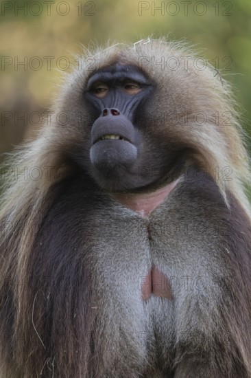 Portrait of an adult male Gelada (Theropithecus gelada), or bleeding-heart monkey