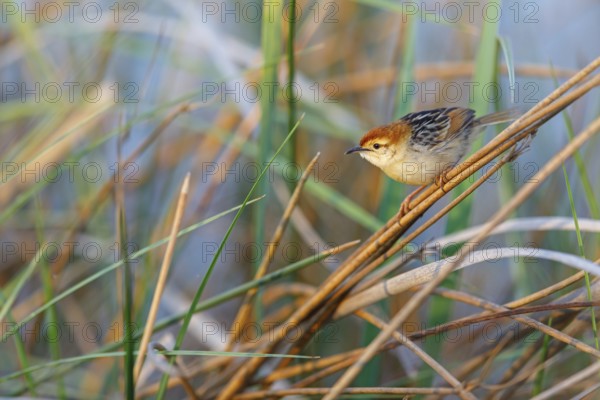 Vley's Cisticola, (Cisticola tinniens), biotope, habitat, perch, False Bay Nature Reserve Stran, Cape Town, Western Cape, South Africa