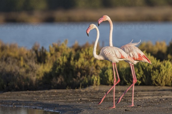 Greater Flamingo (Phoenicopterus roseus), Sardinia, Italy