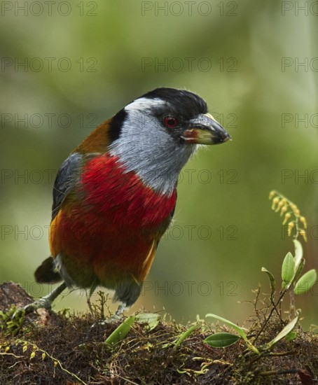 Toucan Barbet (Semnornis ramphastinus), Ecuador