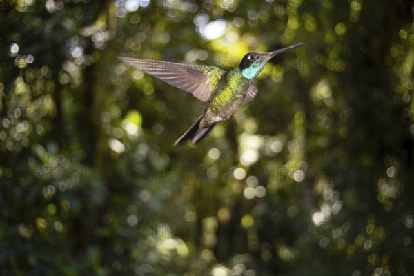A vibrant Purple Throated Hummingbird gracefully hovers in its natural habitat within the lush cloud forest of Cerro Punta, Panama, showcasing the beauty of wildlife