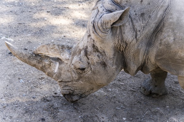 A detailed close-up captures the textured skin and sharp horn of a rhinoceros wandering in its natural habitat, showcasing the rugged beauty and strength of this majestic creature