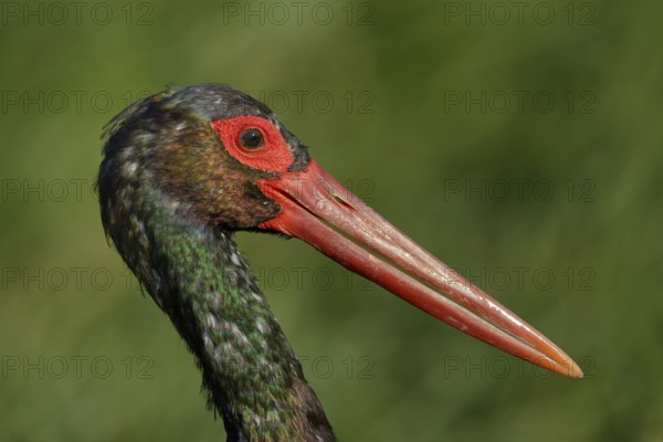 Zwarte Ooievaar portret, Black Stork portret