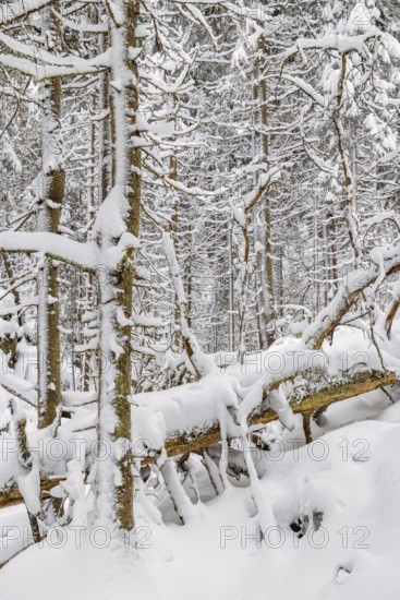 Fallen trees in an old growth forest with deep snow and frosty trees on a cold winter day