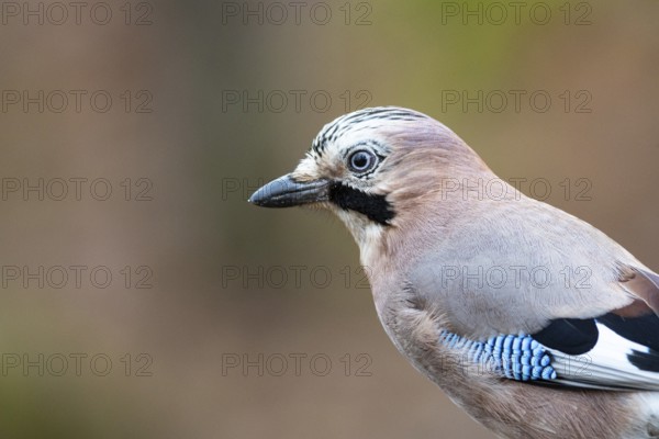 Eurasian jay (Garrulus glandarius) Germany