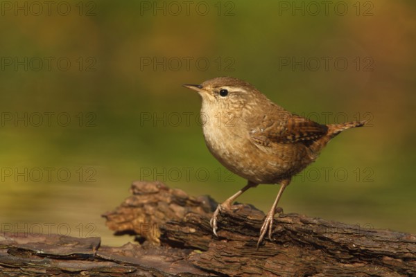 Eurasian Wren (Troglodytes troglodytes), Utrecht, Netherlands
