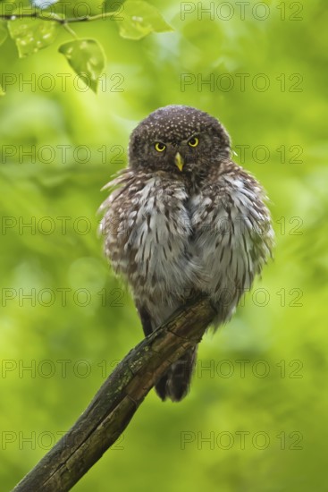 Eurasian Pygmy Owl (Glaucidium passerinum), Bavaria, Germany