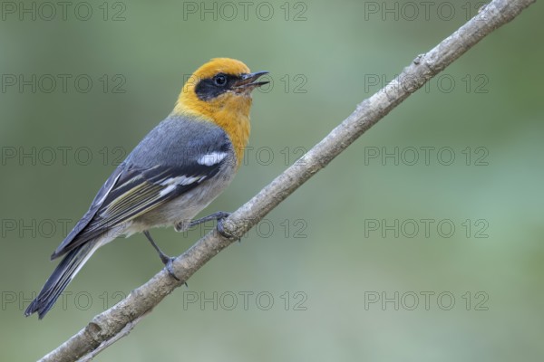 Olive Warbler (Peucedramus taeniatus) perched on a branch in Oaxaca, Mexico