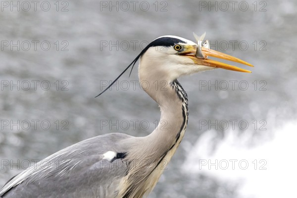 A grey heron precisely catching a fish with its sharp beak over a blurred water background. The image captures the heron's keen hunting skills in its natural environment