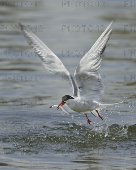 Common Tern (Sterna hirundo) flying, Lower Saxony, Germany