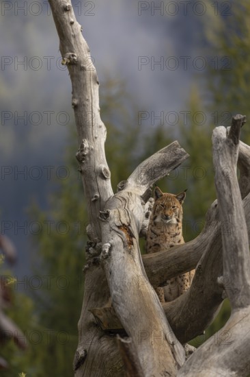 One Eurasian lynx, (Lynx lynx), standing high up on a dead tree. Frontal view with mountains and green vegetation and fog in the background