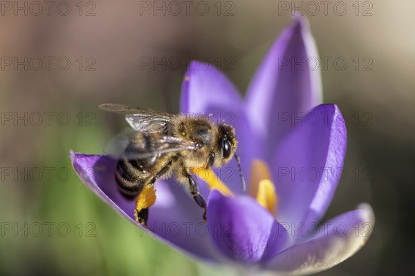 Honey bee (Apis mellifera) on elfin crocus (Crocus tommasinianus), Emsland, Lower Saxony, Germany