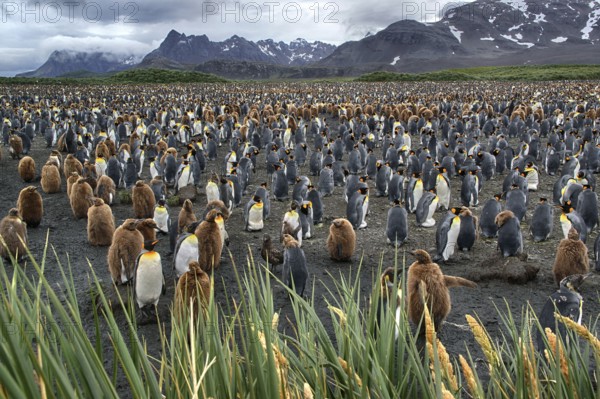 Antarctica, South Georgia, Salisbury Pain, a colony of king penguins (Aptenodytes patagonicus), Salisbury Pain, South Georgia, Antarctica