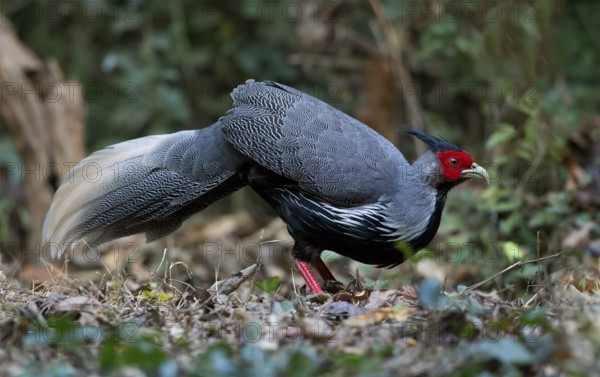 Kalij Pheasant (Lophura leucomelanos) male, Kaeng Krachan, Thailand