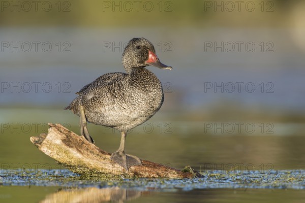 Freckled Duck (Stictonetta naevosa) male, Victoria, Australia