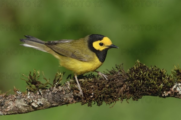 Hooded Warbler (Setophaga citrina) male, Texas, USA