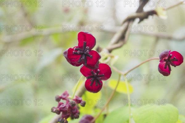 Close-up of vibrant red Akebia quinata flowers on a twisting vine, set against a soft-focus green background, capturing the beauty of springtime in nature