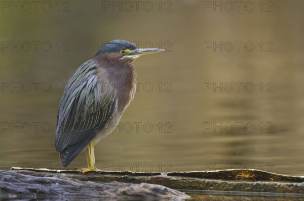 Green Heron (Butorides virescens), Arizona, USA