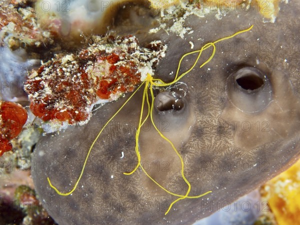 Spaghetti worm (Terebella lapidaria) with conspicuous yellow tentacles on a sea sponge. Dive site Muzil, Stoja, Pula, Croatia, Mediterranean Sea
