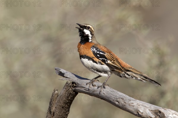 Chestnut-breasted Quail-thrush (Cinclosoma castaneothorax) male singing, Queensland, Australia