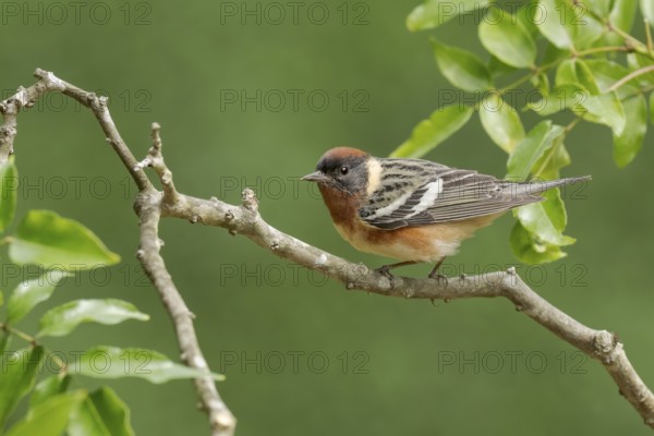 Bay-breasted Warbler (Setophaga castanea) male perched on a branch, Texas, USA