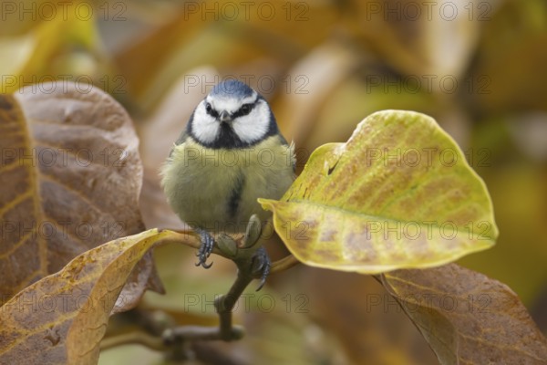 Blue tit (Cyanistes caeruleus) adult garden bird in a Magnolia tree with autumn colour leaves, England, United Kingdom
