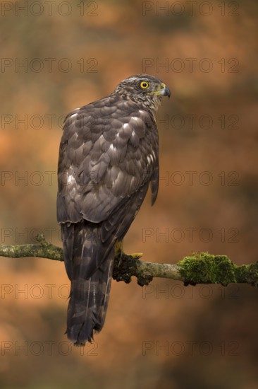 Northern Goshawk (Accipiter gentilis) juvenile, Utrecht, Netherlands
