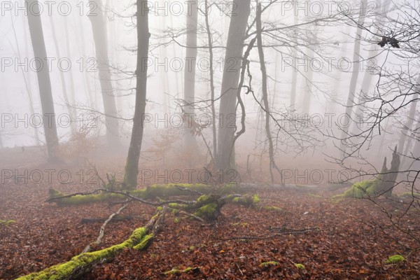 Moss-covered deadwood in foggy forest, Lägerngrat, Baden, Canton of Aargau, Switzerland