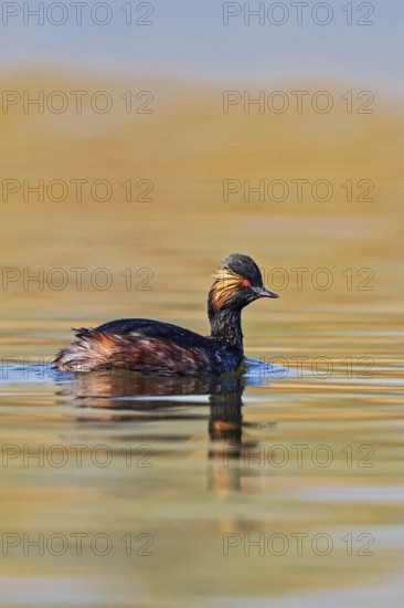 Black-necked Grebe (Podiceps nigricollis), Baden-Wuerttemberg, Germany