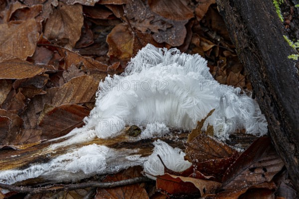 Hair ice on rotten piece of wood in beech leaves, Mönchbruch Nature Reserve, Rüsselsheim am Main, Hesse, Germany