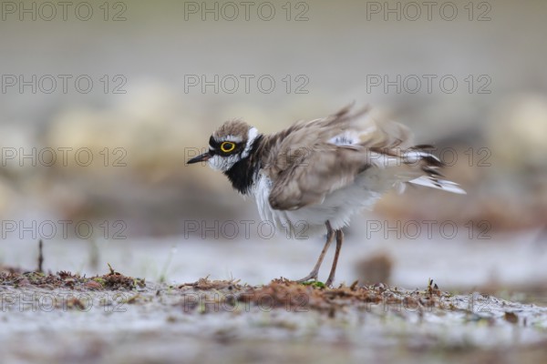 Little Ringed Plover (Charadrius dubius) male shaking its feathers, North Rhine-Westphalia, Germany