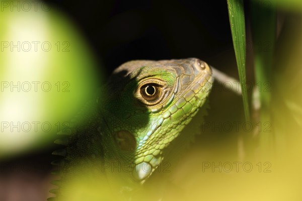 This striking image captures a detailed close-up of a Green Iguana, meticulously camouflaged among lush green leaves, highlighting its vibrant scales and piercing eye