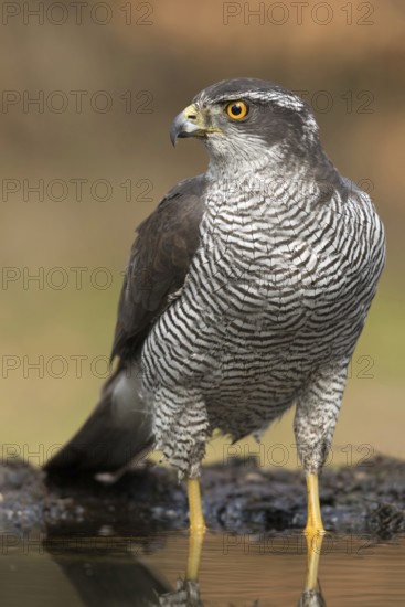 Havik man aan het water, northern goshawk male at water