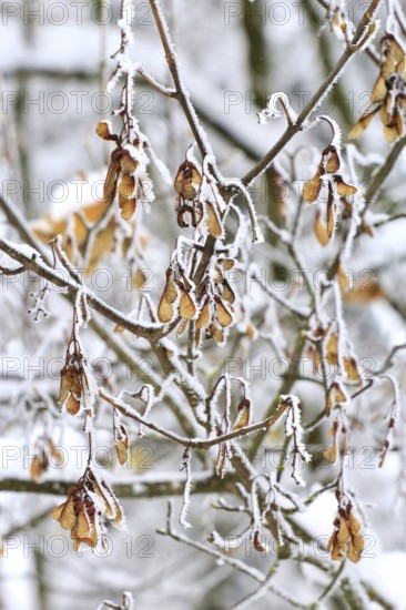 Maple tree in winter, Germany