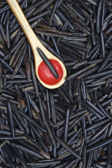 Rice, black wild rice from Canada, North America