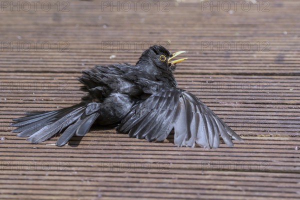 Common Blackbird (Turdus merula) male sunbathing on a wooden terrace, Mecklenburg-Western Pomerania, Germany
