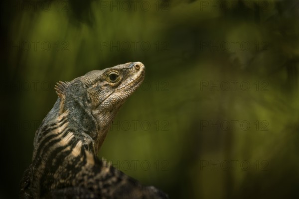 Spiny iguana, Manuel Antonio National Park, Costa Rica