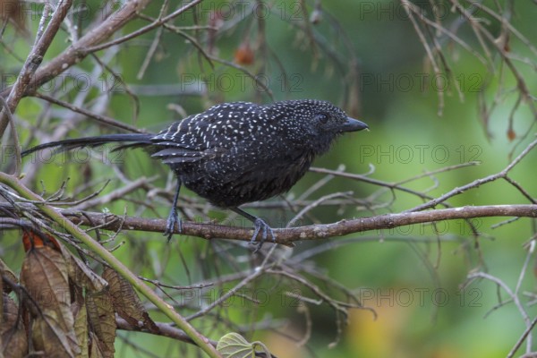 Large-tailed Antshrike (Mackenziaena leachii) perched on a branch in the Atlantic rainforest of southeast Brazil