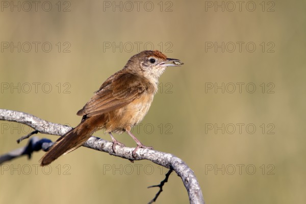 Spinifexbird (Megalurus carteri) with insect prey, Western Australia, Australia