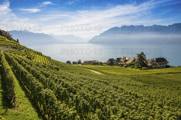 Picturesque village in the vineyards by the lake, Rivaz, Lavaux, UNESCO World Heritage Site, Lake Geneva, Lac Léman, Canton of Vaud, Switzerland