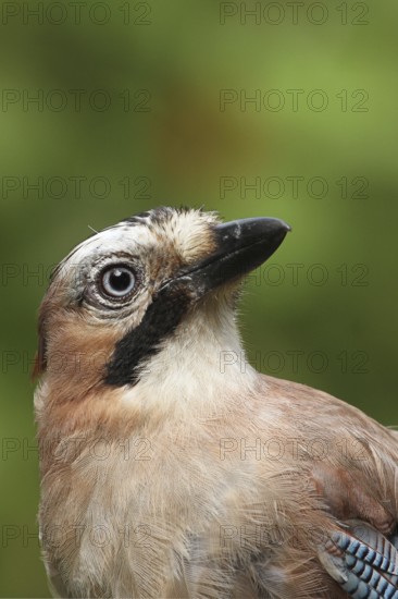 Eurasian Jay (Garrulus glandarius), Lower Saxony, Germany