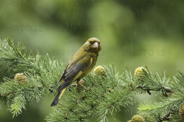 European Greenfinch (Chloris chloris), Lower Saxony, Germany