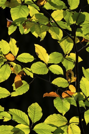Backlit beech leaves against a black background, Stuttgart, Baden-Württemberg, Germany