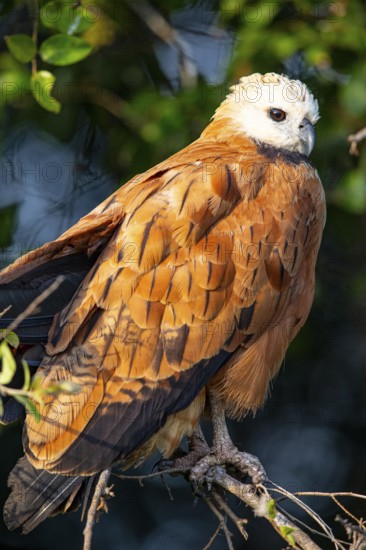 Black-collared hawk (Busarellus nigricollis) Pantanal Brazil