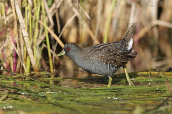 Australian Crake (Porzana fluminea) foraging, Victoria, Australia